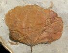 Detailed Fossil Leaf (Zizyphoides) - Montana #71513-1
